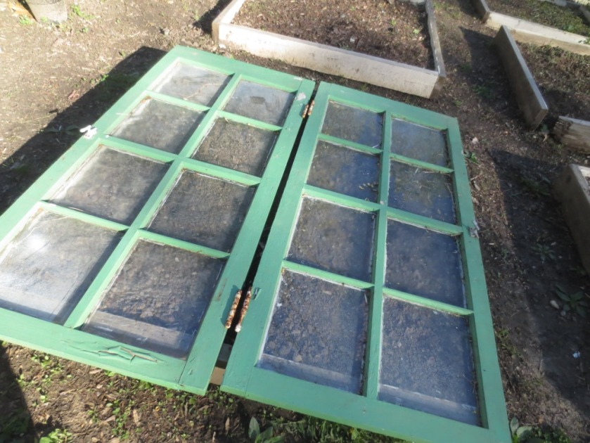 These old windows are useful in the garden as a sort of temporary cold frame.