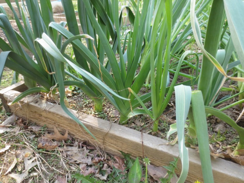 The leeks have plumped up nicely over the winter.